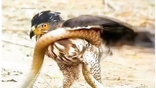 Snake vs eagle.