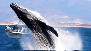 look and what happens when seabed monsters jump on our ships, and this has happened before and destroyed pirate ships