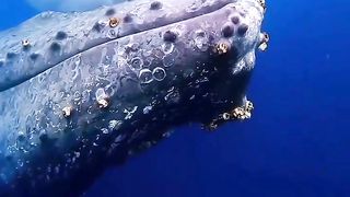shark head coral is harder than the walls of a ship, see this video, many corals are attached to the head of a sea monster, that is unlimited strength