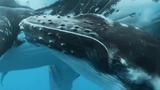 The closeness of sea monsters to their children, they have a close relationship.