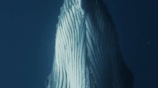 Even sea monsters calm themselves for a moment before waging war on the high seas
