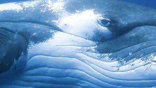 When a sea monster sleeps, no one dares to wake him up, that is the ferocity of the monsters that rule the seas on earth