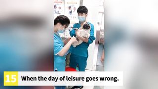 Top 15 Overly Dramatic Pets | Dramatic Animals Compilation