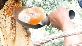 Panen mandu pegunungan asli ????????????