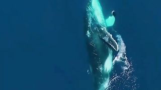 they call us to eat together, did you know that sea monsters can also eat together, they are not stingy
