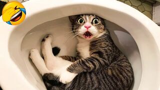 CATS you will remember and LAUGH all day!  Funny ???? Cats Videos 2024