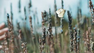 A butterfly in a field