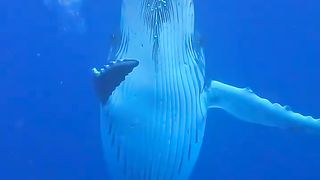 Look at this video, the sea monster also gives us a respectful greeting, as if he wants to say thank you and let's eat together