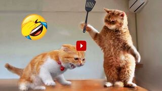 Funniest Animals 2023 ???? New Funny Cats and Dogs Videos ???????? Part 1