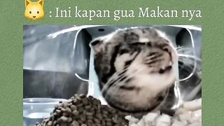 Funny pet funny animal