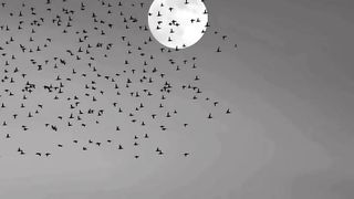 _dark._.videos_