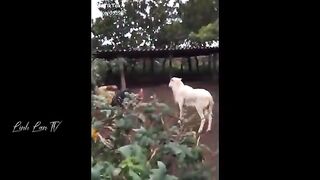 Funny moments animal