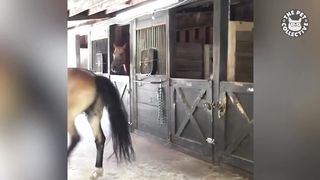 Pet Escape Artists | Funny Pet Video Compilation | The Pet Collective