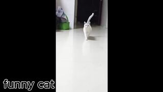 Purr-fectly Hilarious: Funny Cat Dance Extravaganza!