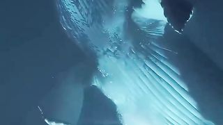 looks calm but can swallow its prey alive