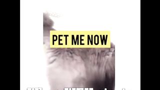 Cat Bum-tastic Comedy: Hilarious Feline Mishaps