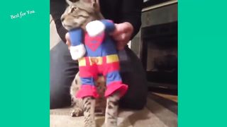 Funny Cats Vine Compilation
