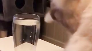 Aquatic Antics: Cat's Hilarious Water Glass Adventure!