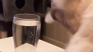 Aquatic Antics: Cat's Hilarious Water Glass Adventure!