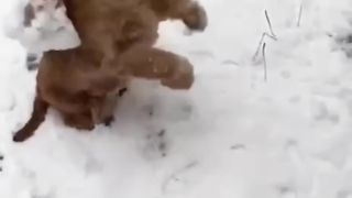Funny animals