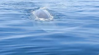 The biggest monster on earth that currently exists, he is able to swallow an island at the end of the world