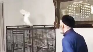 What anice bird