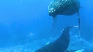 the gathering of ocean monsters, they will even know when a tsunami will occur