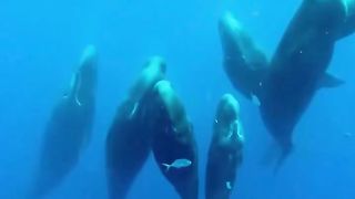 Take a look, even the sea monsters are praying