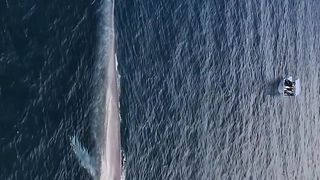 The biggest monster in the ocean, it is said that he is able to overturn the ships in his path,