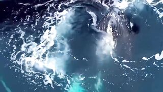 A sea monster that shows its existence, even humans want to touch it #animals