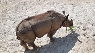 big animals