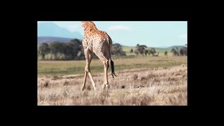 animals in forest