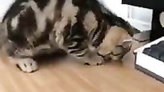 Funny cat