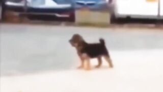 This puppy is so confused #prank