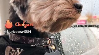 Nice dogi