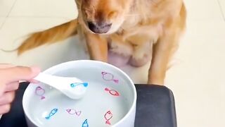 Funny dog prank with smart dog prank