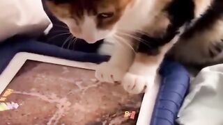 FUNNY CATS