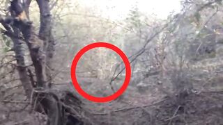 6 Insane Animal Encounters You Should Avoid Watching