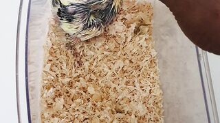 Cocktail chick  ????