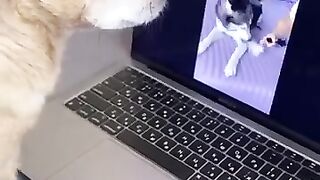 My Dog is Smarter than Husky and Chihuahua