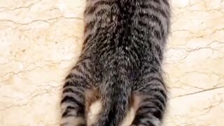 Cats Very Sad and Emotional Video.