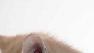 Beautiful different cat & babycats video