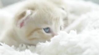 Beautiful baby catu