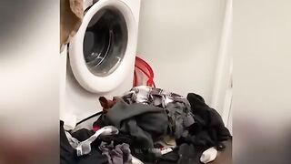 funny cats part 2
