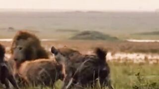 lion save brother from pack of hyenas