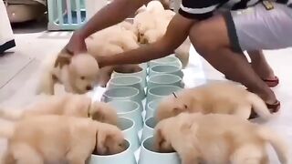 The Most Cute Golden Puppies In The World
