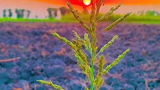 Beautiful Nature vibe