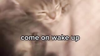 Waking up my cat for school ????