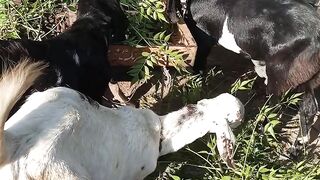 Beautiful goats
