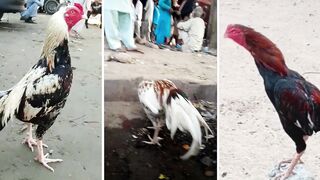 Amazing rooster crowing 2022